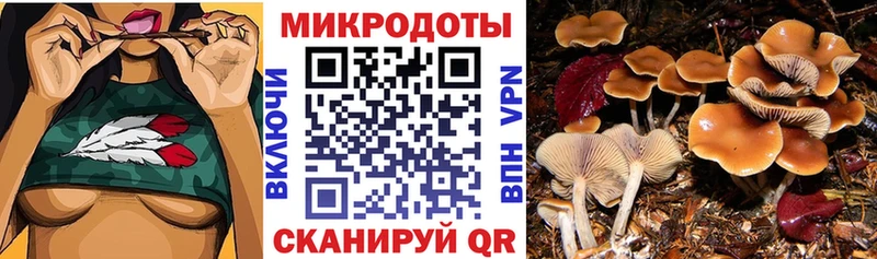 Псилоцибиновые грибы Cubensis  купить  цена  Лодейное Поле 